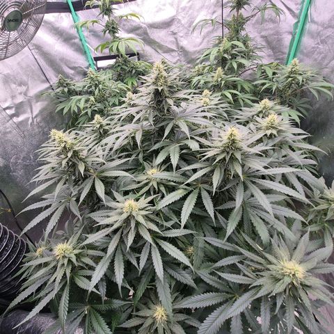 Bruci 🥰 - Bruce banner FEM - GNOMES SEEDS growlog timeline photo