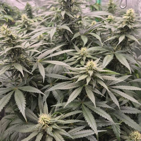 Bruci 🥰 - Bruce banner FEM - GNOMES SEEDS growlog timeline photo