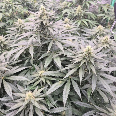 Bruci 🥰 - Bruce banner FEM - GNOMES SEEDS growlog timeline photo