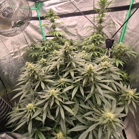 Bruci 🥰 - Bruce banner FEM - GNOMES SEEDS growlog timeline photo