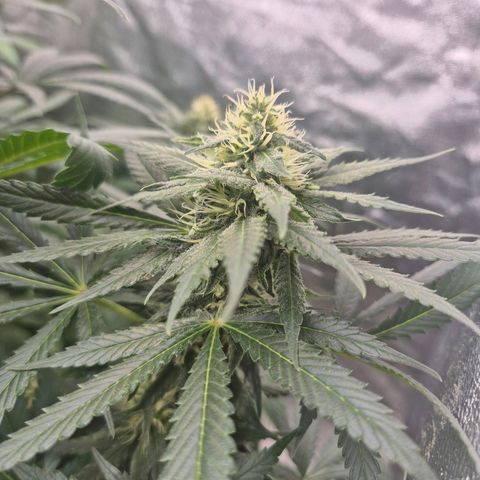 Bruci 🥰 - Bruce banner FEM - GNOMES SEEDS growlog timeline photo