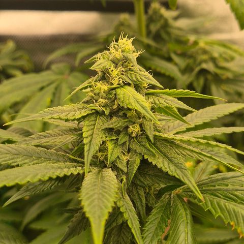 Tangerine dream ❤️ growlog timeline photo