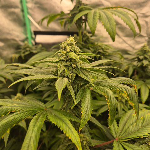Tangerine dream ❤️ growlog timeline photo