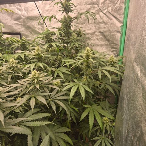 Silvi haze- silver haze (seed supplier) growlog timeline photo