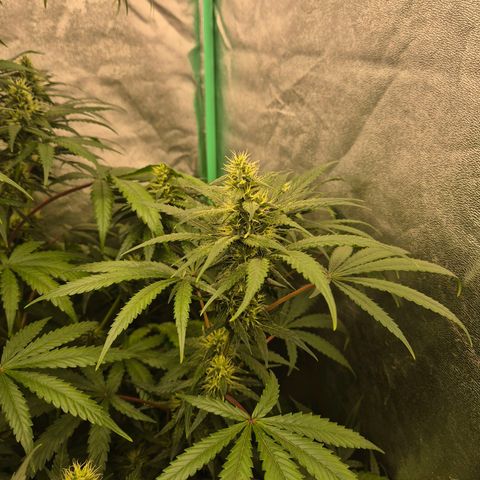 Silvi haze- silver haze (seed supplier) growlog timeline photo