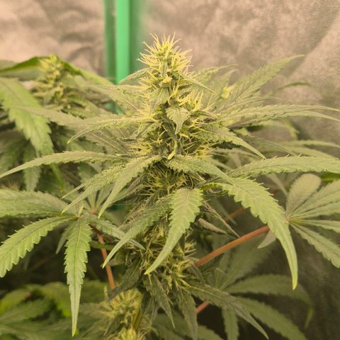 Silvi haze- silver haze (seed supplier) growlog timeline photo