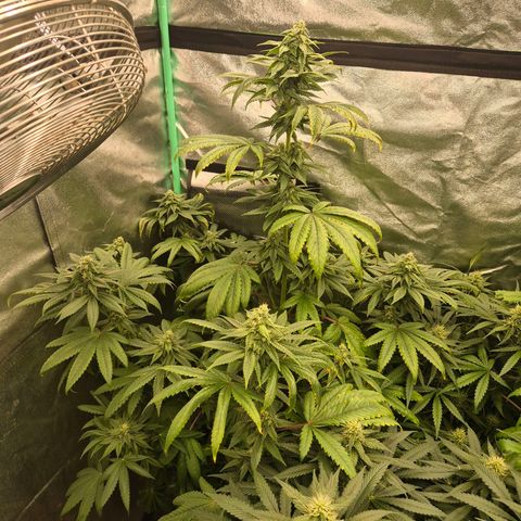 Tangerine dream ❤️ growlog timeline photo