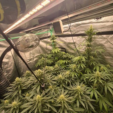 Bruci 🥰 - Bruce banner FEM - GNOMES SEEDS growlog timeline photo