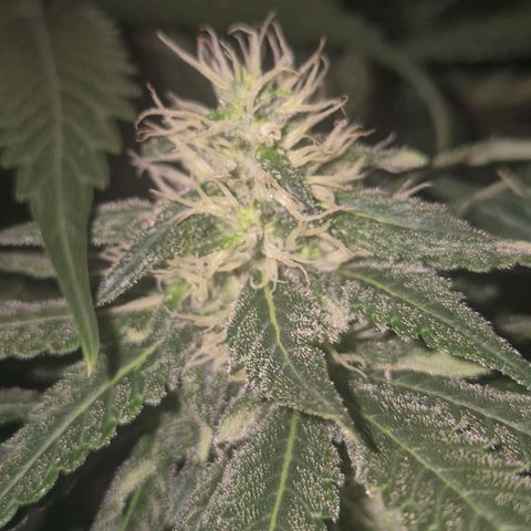 Bruci 🥰 - Bruce banner FEM - GNOMES SEEDS growlog timeline photo
