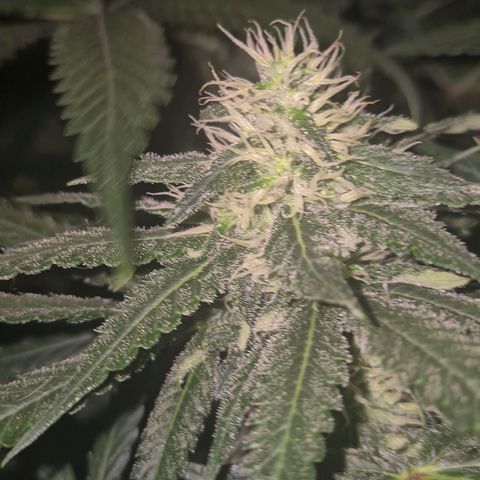 Bruci 🥰 - Bruce banner FEM - GNOMES SEEDS growlog timeline photo