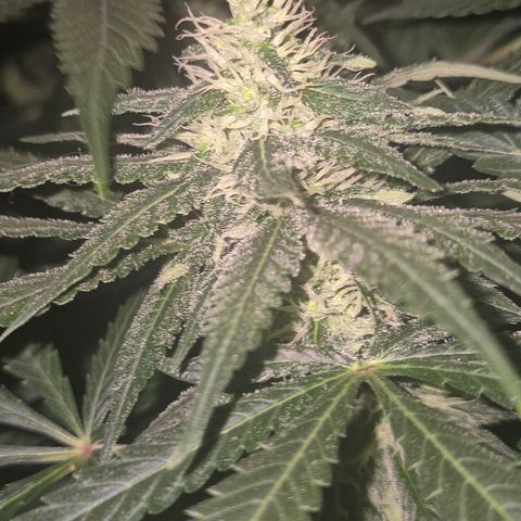 Bruci 🥰 - Bruce banner FEM - GNOMES SEEDS growlog timeline photo