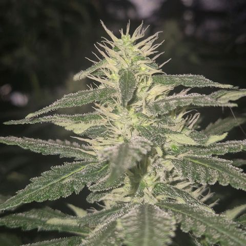 Bruci 🥰 - Bruce banner FEM - GNOMES SEEDS growlog timeline photo