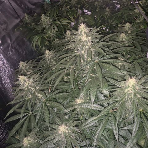 Bruci 🥰 - Bruce banner FEM - GNOMES SEEDS growlog timeline photo