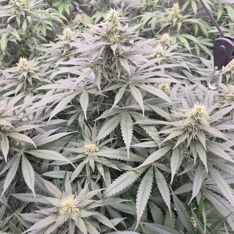 Bruci 🥰 - Bruce banner FEM - GNOMES SEEDS growlog timeline photo