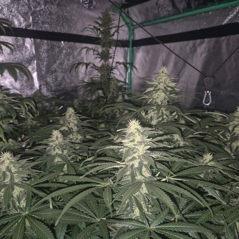 Bruci 🥰 - Bruce banner FEM - GNOMES SEEDS growlog timeline photo