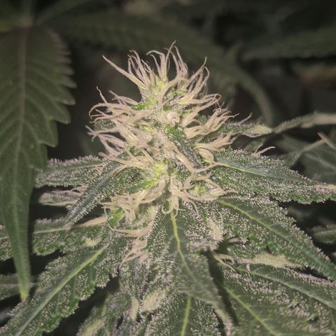 Bruci 🥰 - Bruce banner FEM - GNOMES SEEDS growlog timeline photo