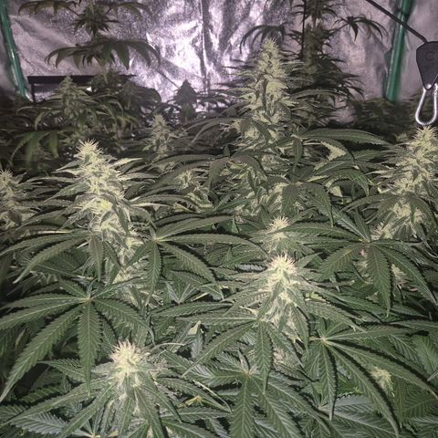 Bruci 🥰 - Bruce banner FEM - GNOMES SEEDS growlog timeline photo
