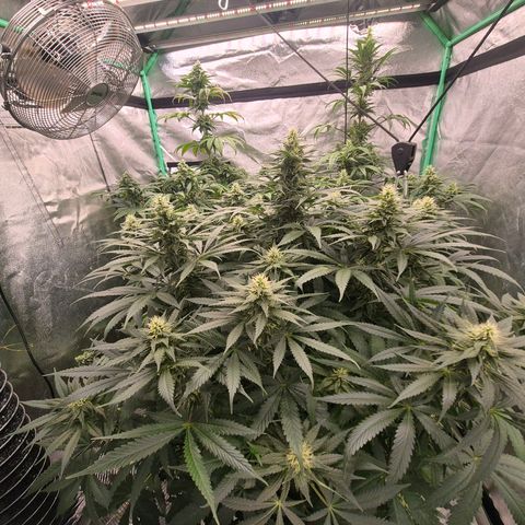 Bruci 🥰 - Bruce banner FEM - GNOMES SEEDS growlog timeline photo