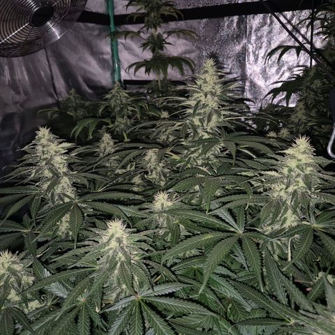 Bruci 🥰 - Bruce banner FEM - GNOMES SEEDS growlog timeline photo