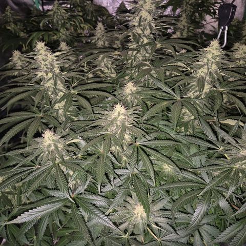 Bruci 🥰 - Bruce banner FEM - GNOMES SEEDS growlog timeline photo