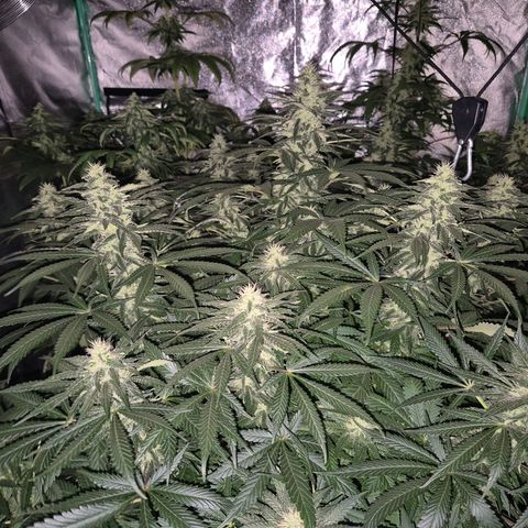 Bruci 🥰 - Bruce banner FEM - GNOMES SEEDS growlog timeline photo