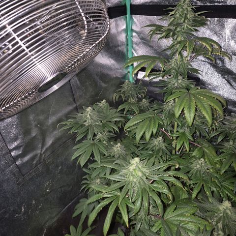 Tangerine dream ❤️ growlog timeline photo