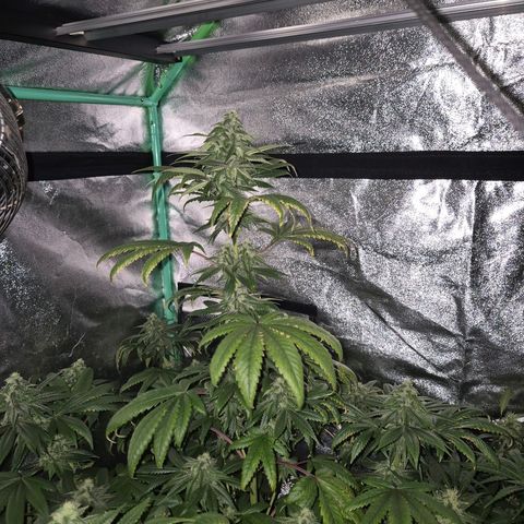 Tangerine dream ❤️ growlog timeline photo