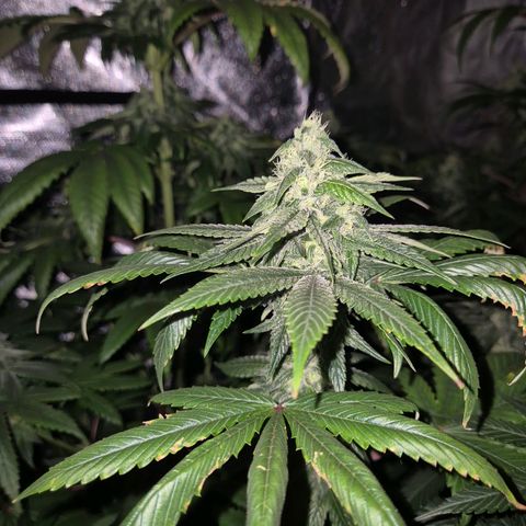 Tangerine dream ❤️ growlog timeline photo