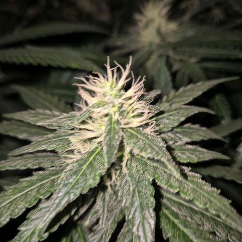 Bruci 🥰 - Bruce banner FEM - GNOMES SEEDS growlog timeline photo