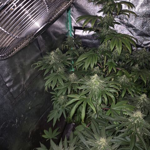 Tangerine dream ❤️ growlog timeline photo