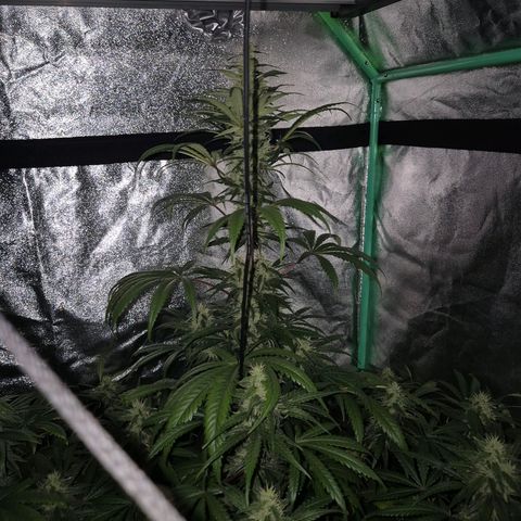 Silvi haze- silver haze (seed supplier) growlog timeline photo