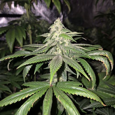 Tangerine dream ❤️ growlog timeline photo