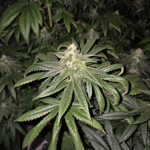 Tangerine dream ❤️ growlog timeline photo