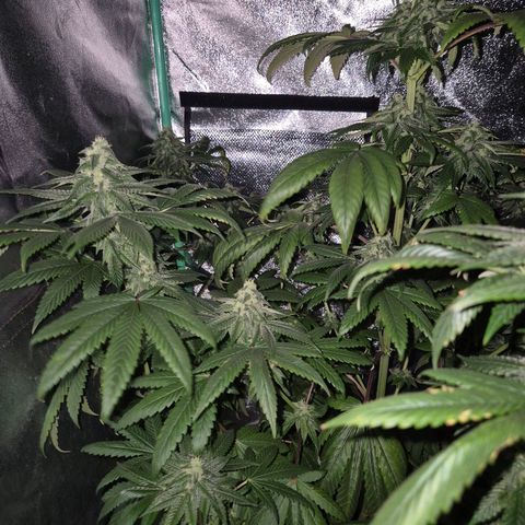 Tangerine dream ❤️ growlog timeline photo