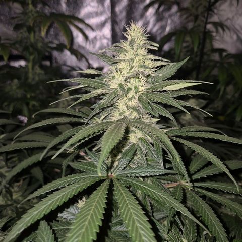 Bruci 🥰 - Bruce banner FEM - GNOMES SEEDS growlog timeline photo