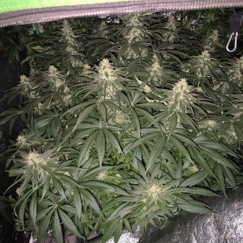 Bruci 🥰 - Bruce banner FEM - GNOMES SEEDS growlog timeline photo