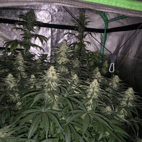 Bruci 🥰 - Bruce banner FEM - GNOMES SEEDS growlog timeline photo