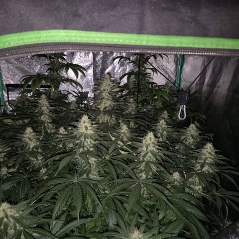 Bruci 🥰 - Bruce banner FEM - GNOMES SEEDS growlog timeline photo