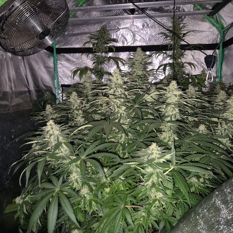 Bruci 🥰 - Bruce banner FEM - GNOMES SEEDS growlog timeline photo
