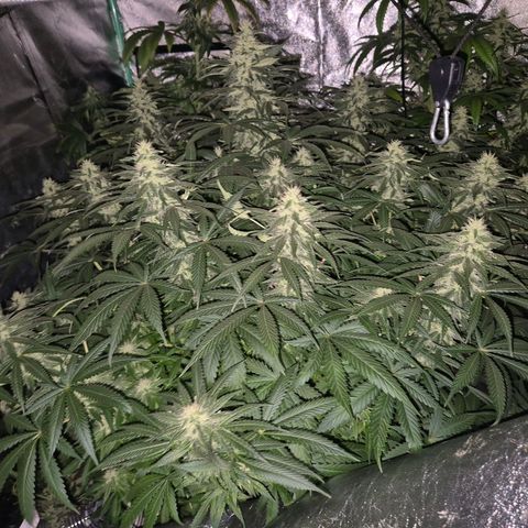 Bruci 🥰 - Bruce banner FEM - GNOMES SEEDS growlog timeline photo