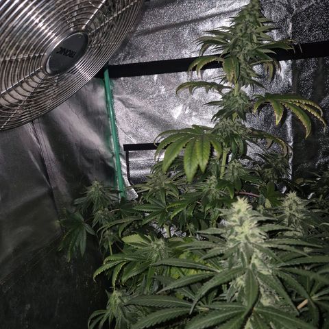 Tangerine dream ❤️ growlog timeline photo
