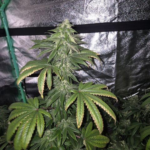 Tangerine dream ❤️ growlog timeline photo