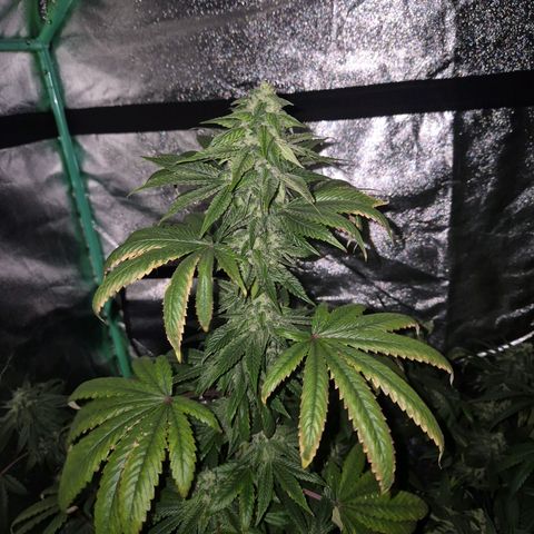 Tangerine dream ❤️ growlog timeline photo