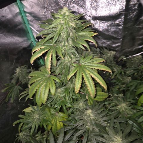 Tangerine dream ❤️ growlog timeline photo