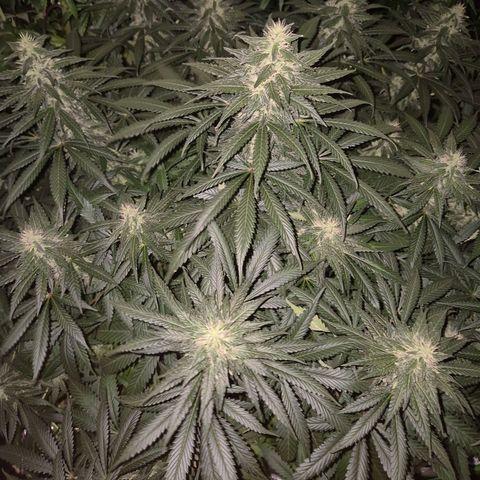 Bruci 🥰 - Bruce banner FEM - GNOMES SEEDS growlog timeline photo