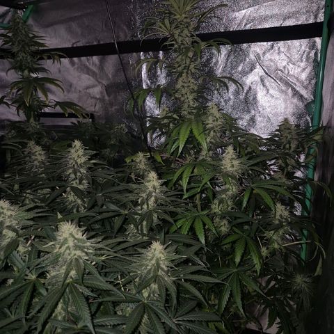 Silvi haze- silver haze (seed supplier) growlog timeline photo