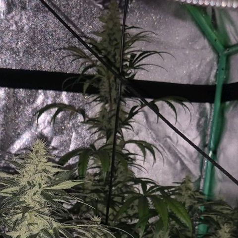 Silvi haze- silver haze (seed supplier) growlog timeline photo
