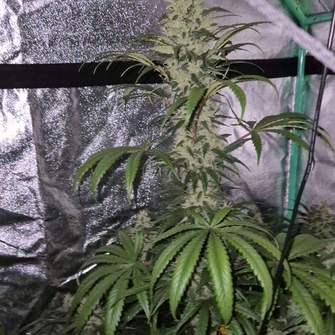 Silvi haze- silver haze (seed supplier) growlog timeline photo
