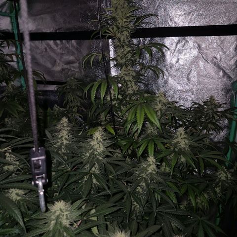 Silvi haze- silver haze (seed supplier) growlog timeline photo