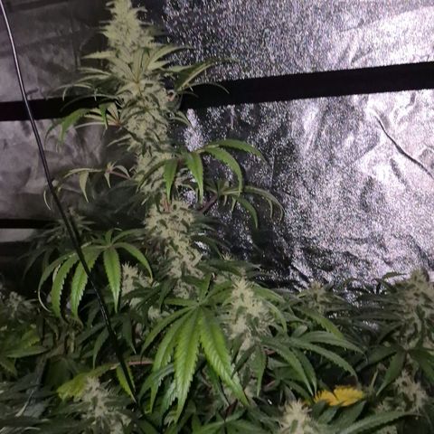 Silvi haze- silver haze (seed supplier) growlog timeline photo